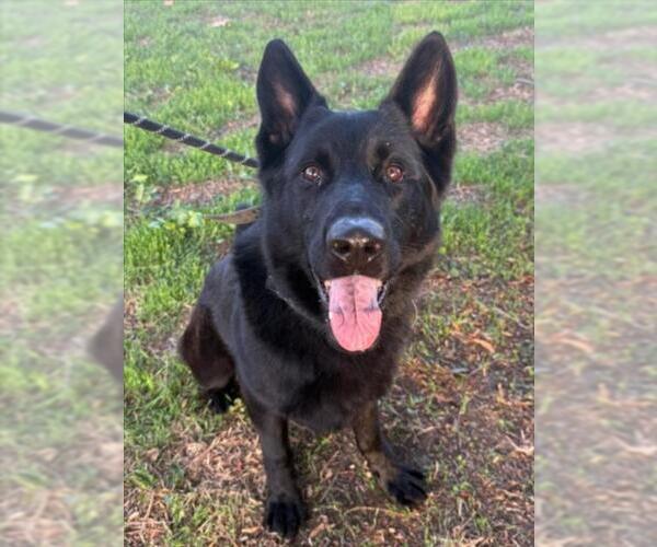 Medium Photo #3 German Shepherd Dog Puppy For Sale in Woodland, CA, USA