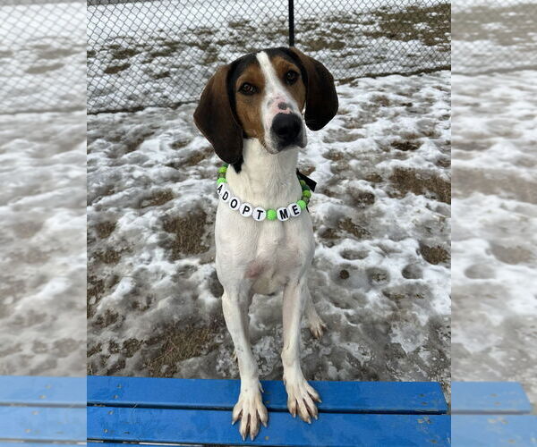 Medium Photo #9 Mutt Puppy For Sale in Evansville, IN, USA