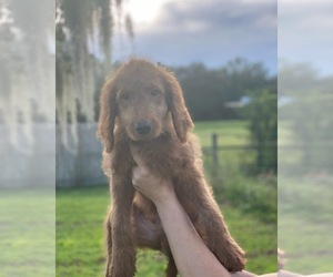 Goldendoodle Puppy for sale in BRADENTON, FL, USA