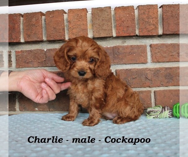Medium Photo #2 Cockapoo (Miniature) Puppy For Sale in CLARKRANGE, TN, USA