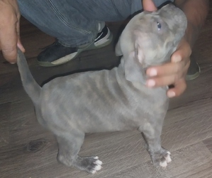 American Bully Puppy for sale in ATLANTA, GA, USA