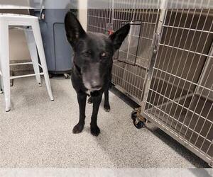 German Shepherd Dog Dogs for adoption in Houston, TX, USA