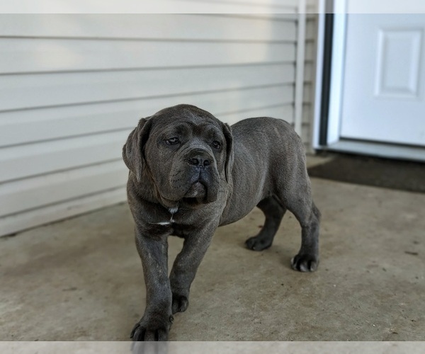 Medium Photo #1 Cane Corso Puppy For Sale in KIRKWOOD, PA, USA