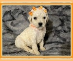Small Photo #20 Goldendoodle Puppy For Sale in BATON ROUGE, LA, USA