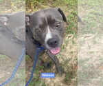 Small #2 American Pit Bull Terrier Mix