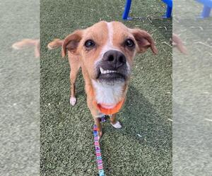 Chihuahua-Unknown Mix Dogs for adoption in Elk Grove, CA, USA