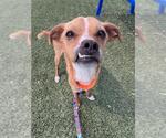 Small Chihuahua Mix