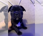 Puppy Ruby French Bulldog