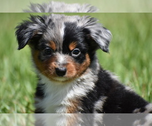 Miniature Australian Shepherd Puppy for sale in PALM COAST, FL, USA