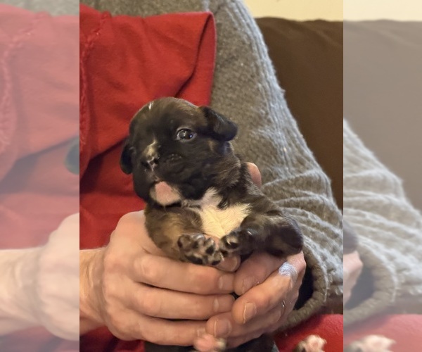 Medium Photo #5 Boxer Puppy For Sale in LANSING, MI, USA