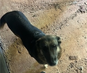 Mother of the German Shepherd Dog puppies born on 04/14/2025