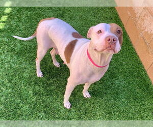 Mutt Dogs for adoption in Moreno Valley, CA, USA