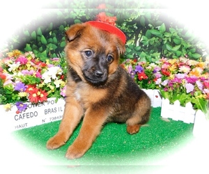 Pomeranian-Unknown Mix Puppy for sale in HAMMOND, IN, USA