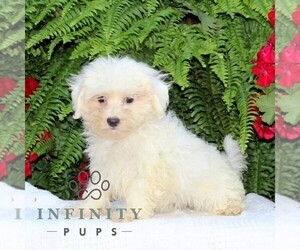 Maltese Puppy for sale in RISING SUN, MD, USA