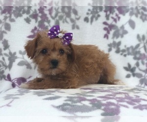 Shih Tzu-YorkiePoo Mix Puppy for sale in LAKELAND, FL, USA
