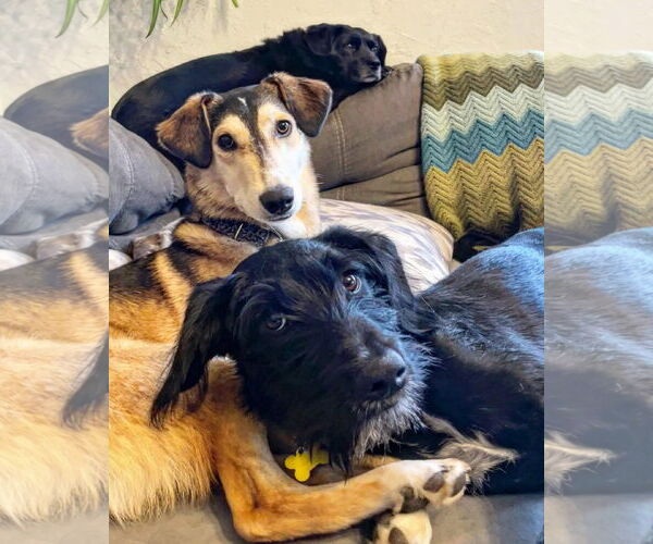 Medium Photo #3 Labrador Retriever-Unknown Mix Puppy For Sale in Sandy, UT, USA