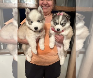 Siberian Husky Puppy for sale in WATERBURY, CT, USA
