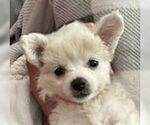 Small #1 Chihuahua Mix