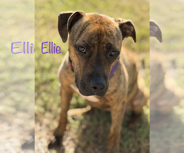 Medium Photo #3 Boxer-Unknown Mix Puppy For Sale in Oakhurst, NJ, USA