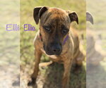 Small #2 Boxer Mix
