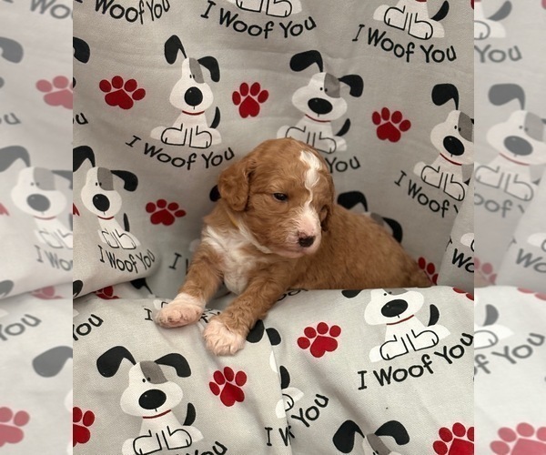 Medium Photo #2 Goldendoodle (Miniature) Puppy For Sale in SAINT MARYS, KS, USA