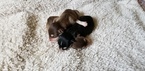 Small Photo #7 Alaskan Malamute Puppy For Sale in CLARK, WY, USA