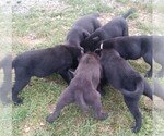 Small Photo #4 Labrador Retriever Puppy For Sale in AMBOY, WA, USA
