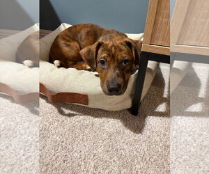 Dachshund-Unknown Mix Dogs for adoption in St. Louis Park, MN, USA