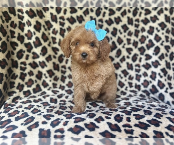 Medium Photo #6 Cock-A-Poo Puppy For Sale in LAKELAND, FL, USA