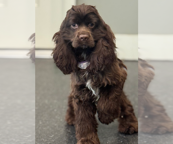 Medium Photo #1 Cocker Spaniel Puppy For Sale in WARSAW, IN, USA