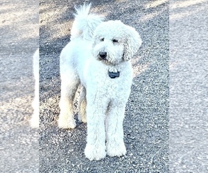 Father of the -Goldendoodle Mix puppies born on 08/03/2022