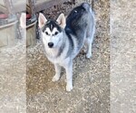 Puppy Lady Siberian Husky