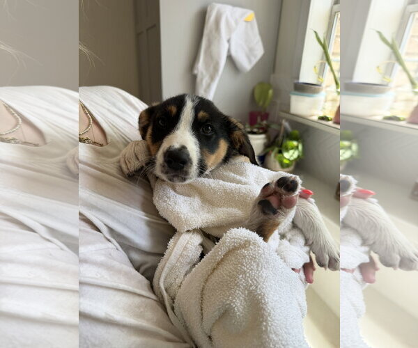 Medium Photo #8 Border Collie-Unknown Mix Puppy For Sale in Sandy, UT, USA