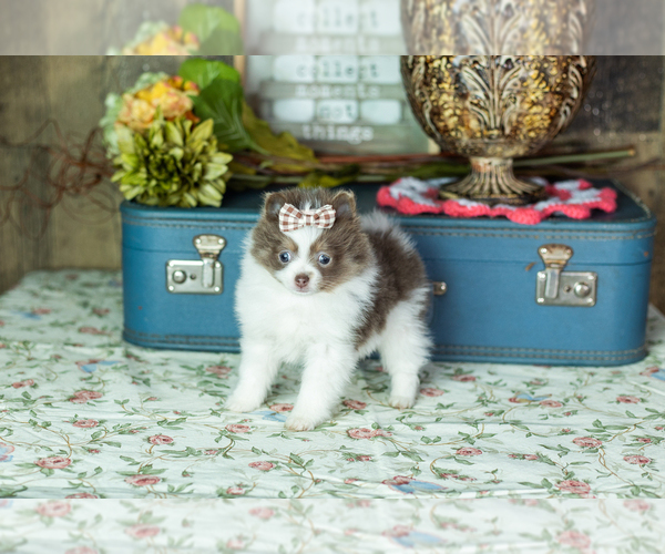 Medium Photo #1 Pomeranian Puppy For Sale in NAPPANEE, IN, USA