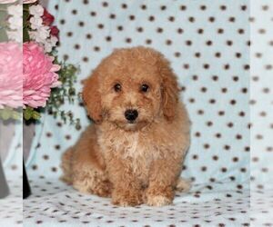 Bichpoo Puppy for Sale in RISING SUN, Maryland USA