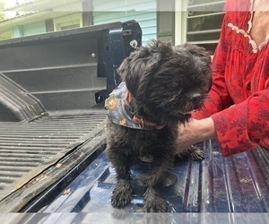 Father of the Shih Tzu puppies born on 03/03/2026