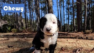 Sheepadoodle Puppy for sale in WALHALLA, SC, USA