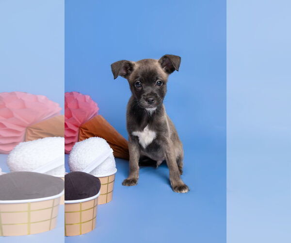 Medium Photo #3 Chihuahua-Unknown Mix Puppy For Sale in McKinney, TX, USA