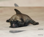 Small Photo #14 Pug Puppy For Sale in WINNSBORO, TX, USA