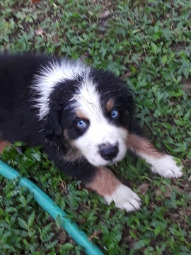 Medium Photo #6 Australian Shepherd Puppy For Sale in COOPERSTOWN, NY, USA