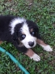 Small Photo #6 Australian Shepherd Puppy For Sale in COOPERSTOWN, NY, USA
