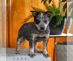 Australian Cattle Dog Puppy for sale in ATGLEN, PA, USA