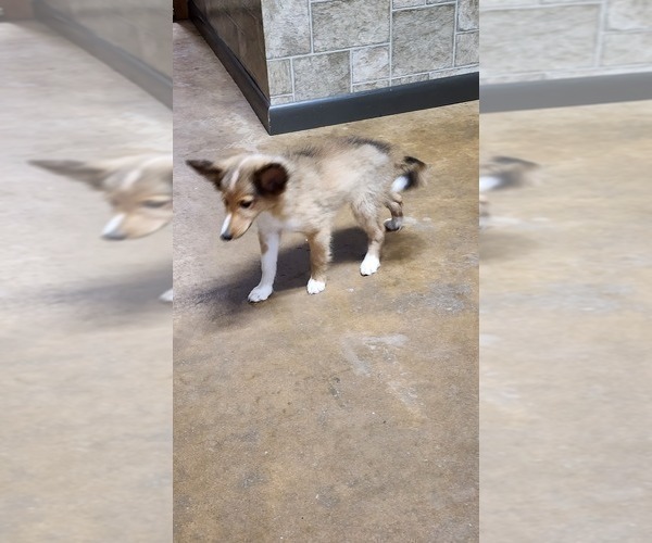 Medium Photo #16 Shetland Sheepdog Puppy For Sale in GREENWOOD, WI, USA