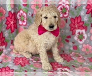 Goldendoodle Puppy for sale in LANCASTER, PA, USA