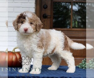 Bernedoodle (Miniature) Puppy for sale in LANCASTER, PA, USA