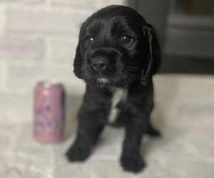 Cocker Spaniel Puppy for sale in OXFORD, GA, USA