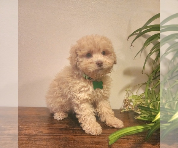Medium Photo #4 Poodle (Miniature)-Poodle (Toy) Mix Puppy For Sale in INDIANAPOLIS, IN, USA