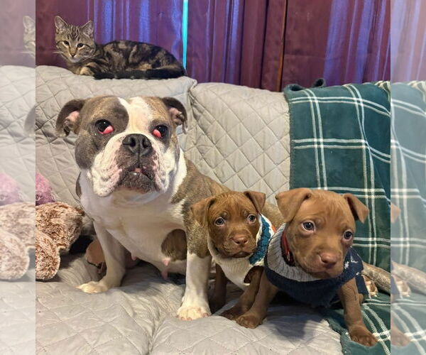 Medium Photo #4 Mutt Puppy For Sale in Rochester, NY, USA