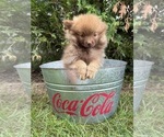 Small #3 Pomeranian