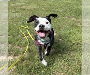 Mutt Dogs for adoption in Candler, NC, USA